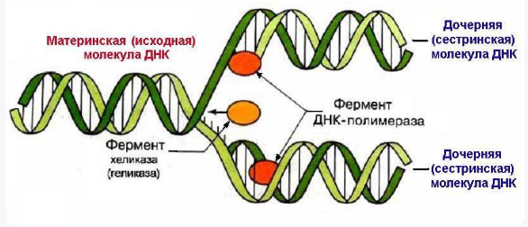 Зеленый лук польза и вред для здоровья человека